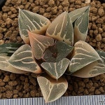 원종 아트로푸스카금 호반 - 주성농원(Echinocactus grusonii) - 하월시아(Haworthia)
