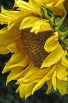 Yellow plants에 관한 상위 25개 이상의 Pinterest 아이디어 | 정원 가꾸기, 아파트 조경 및 온실 원예