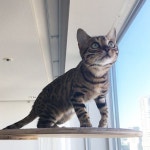 . . sunny day . #bengal #bengalcat #bengalcats #cat #cats #animal #love #leopard #instagood #catsofinstagram #kitty #lovecats #sunny... 