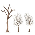 De Forêt En Bois S PNG , En Bois, Tronc, Vecteur De La Forêt PNG et vecteur pour téléchargement gratuit | 겨울 나무, 숲, 나무