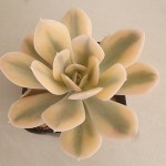 마케베니아금2925(E. agavoides Macabeana) - 다육금(Variegated)