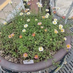 원평소국-3개묶음 - 야생화(Wild Flower)