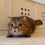 Pin page Котэ́에 있는 Наталья Бирюкова님의 핀