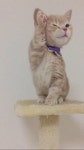 Kitty에 관한 69개의 최상의 Pinterest 이미지 | 새끼 고양이, Cute kittens 및 아름다운 고양이 Kitty