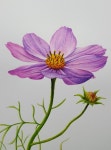 코스모스_Oct2017 : 네이버 블로그 | Flower drawing, Floral art canvas, Watercolor flower art