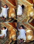 유머 - 뚱보 고양이 Pin on Fun & Drink
