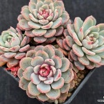 라피네 7-249(E. Lapine) - 다육식물(Succulent)