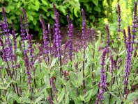 Garden Housecalls - Salvia ‘Caradonna’ | 야생화
