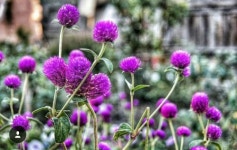 풀꽃세상님이 용담에 올린 아이디어