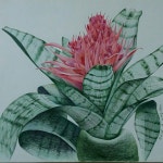 고마리 작업실 : 네이버 블로그 #고마리작업실#보태니컬아트#선인장#에크메아#수채색연필 | 선인장