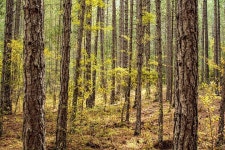 숲 나무 가을 - Pixabay의 무료 사진