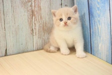 찐빵😍 ⠀ ⠀ ✈해외캐터리 Since 2010 💬수입문의가능 ⠀ #브리티쉬숏헤어 #먼치킨 #랙돌 #수입묘 #jcattery #제이캐터리... 