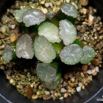 (특가)(추가할인)신기루만상(중묘이상) 107-1(Haworthia maughanii) - 하월시아(Haworthia) (특가)(추가할인)신기루만상... 