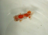 top view ranchu에 있는 Biophilist님의 핀 - 2022