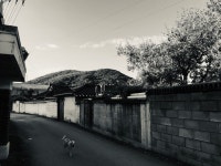 @시골 @산 @개 | 시골