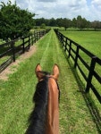 horseriding에 관한 57개의 최상의 Pinterest 이미지 | 말, 말 사진 및 승마 horseriding