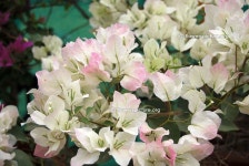 bougainvillea-white-and-pink-variegated-bangalore-flower-show-2015.jpg (1500×1004) | 나무