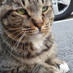 고등어씨는 언제나 얌전해 #길고양이 #길냥이 #고양이 #애옹이 #고등어태비 #고등어냥이 #코숏고등어 #코숏 #cat #straycats #kitten | Pets