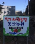 사거리에서 우회전하셔서 간판따라오세요~ #오설록근처#제주#딸기농장#체험농장#저지딸기#동산농원#제주딸기체험#제주여행#jeju#today#guide
