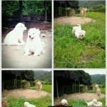 진안 성수 오암마을 태화 와 응봉이 그 애기들