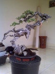 Pin oleh 김대록 di 나무 | Pohon bonsai, Bonsai, Tanaman