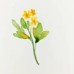 좋아요 215개, 댓글 0개 - Instagram의 이명선 _ 수채화 • 캘리그라피 • 디자인(@designbysunny)님 | 꽃, 수채화