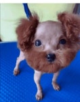 남편한테 강아지 미용을 맡긴 결과
