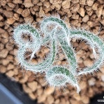 게틸리스 빌로사(a1009)(Gethyllis villosa) - 아프리카식물(Africa Plant)