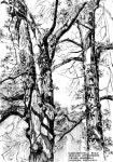 Épinglé par Ehsuh sur 연필스케치 | Dessin crayon papier, Dessin, Arbre