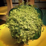 황금눈물이 자라서 늘어지기 시작해요. 바닥에 늘어지기 전에... 인테리어장식 #정원 #매발톱 #꽃을심는손 #힐링#황금눈물#flower