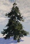 pinetree speedtree - Google 검색