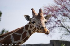 Giraffe | Giraffe, Animals, Faith