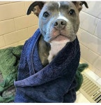 Leeloo에 관한 18개의 최상의 Pinterest 이미지 | 강아지, Softies 및 개 Leeloo