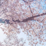 김수민 on Instagram: 핑크 날개를 단 벚꽃다리🌸 대구사람도... 벚꽃다리🌸 대구사람도 잘 모르는 이곳은 📍꽃보라동산... 