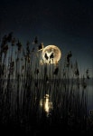 241 best Great Pics images on Pinterest | 양귀비, 꽃 정원 및 식물 Great Pics