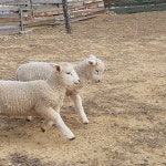 com - Online Shopping for Popular Electronics Fashion Home & Garden Toys & Sports Automobiles and More -  #휘바핀란드 #홍천양... 