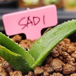 SAD.agave south africa diamond 1126-126(모주참고) - 선인장(Cactus) Пин на доске 선인장 Cactus