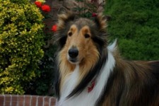 Pin page Pin on collies | Collie dog, Beautiful dogs, Rough collie