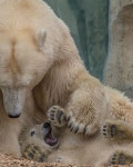 „NO MORE TICKLE! Please, you must stop...“ | 북극곰