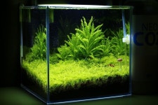 Lush Green Aquarium Captivating Fish Tank | 어항