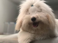 #한국꼬똥켄넬 #cotondetulear #coton #baby #puppy  #꼬똥드툴레아 #꼬똥 #까꿍이 #띵똥이 #아들래미그램 #멍스타그램 #개스타그램…