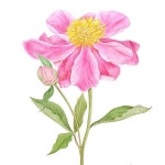 보태니컬아트 by 까실 : 네이버 블로그 보태니컬아트 by 까실 | 색연필