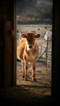 COWS에 관한 8개의 최상의 Pinterest 이미지 | 농장 동물, 시골 생활 및 농장 COWS