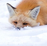 Fuzzballs에 관한 114개의 최상의 Pinterest 이미지 | 여우, 야생 동물 및 붉은여우 Fuzzballs