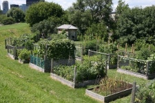 A look at the garden in early August 2013 photo A. Stewart | 조경