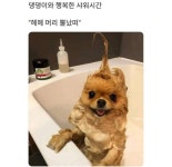 웃음지뢰, 웃긴 짤 모음 : 네이버 블로그 - 2020 | 웃긴 동물 사진, 귀여운 아기 동물, 동물 유머