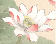 Image result for HAND LOTUS | 연꽃, 그리기