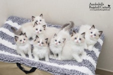 따세븐  애플돌스  appledolls  캐터리  cattery  ragdoll  랙돌  렉돌  래그돌  레그돌  랙돌캐터리  랙돌분양  고양이  미묘... 