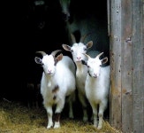 Goats에 관한 13개의 최상의 Pinterest 이미지 | 농장 동물, 시골 생활 및 염소 Goats