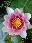 Pin by 유선옥 on 공예 in 2021 | Water lily, Flora, Plants